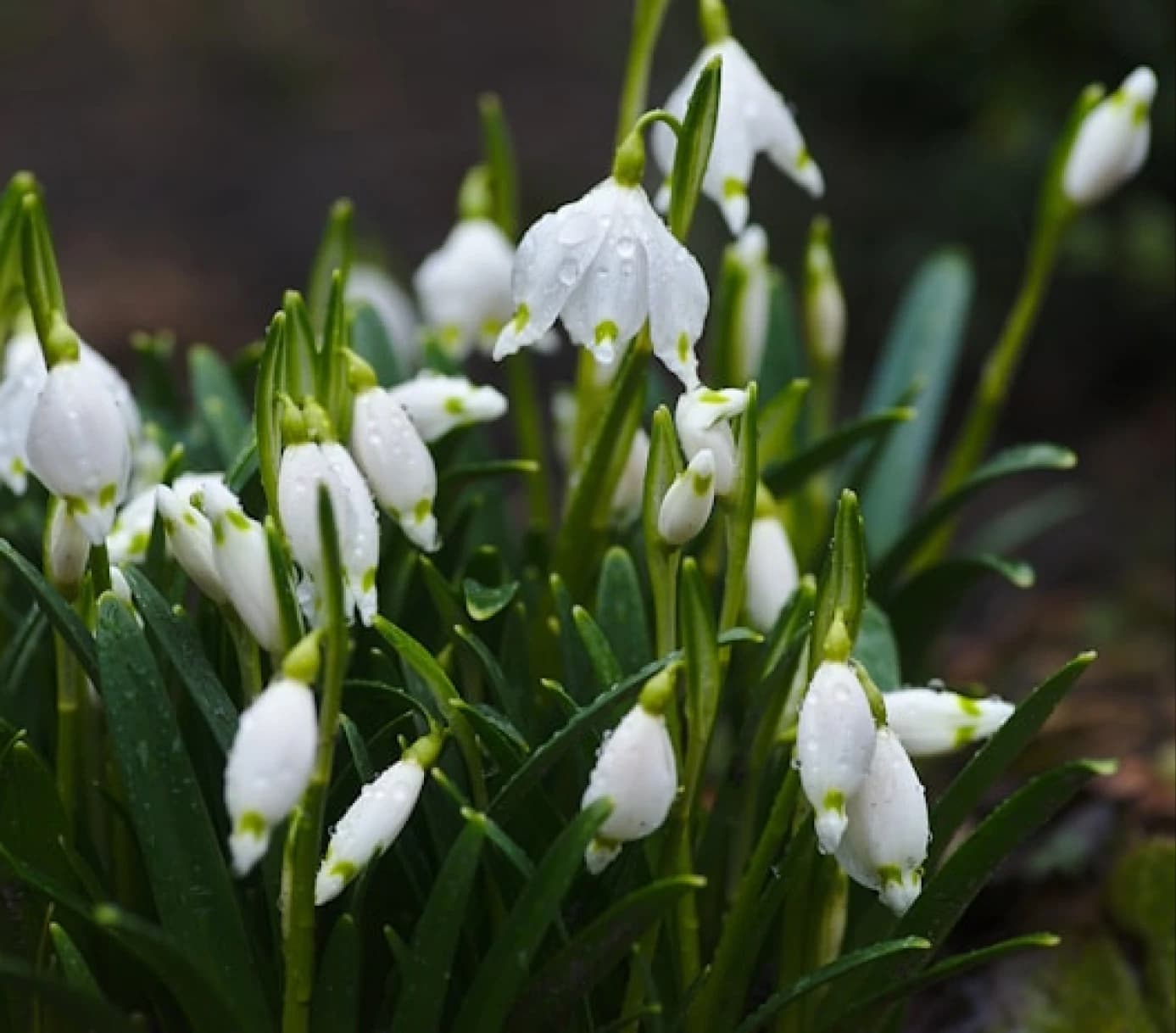 Flores brancas em um jardim memorial